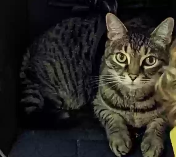 /lostandfound/images/lnfpets/original/171869_5521_Mordi .webp